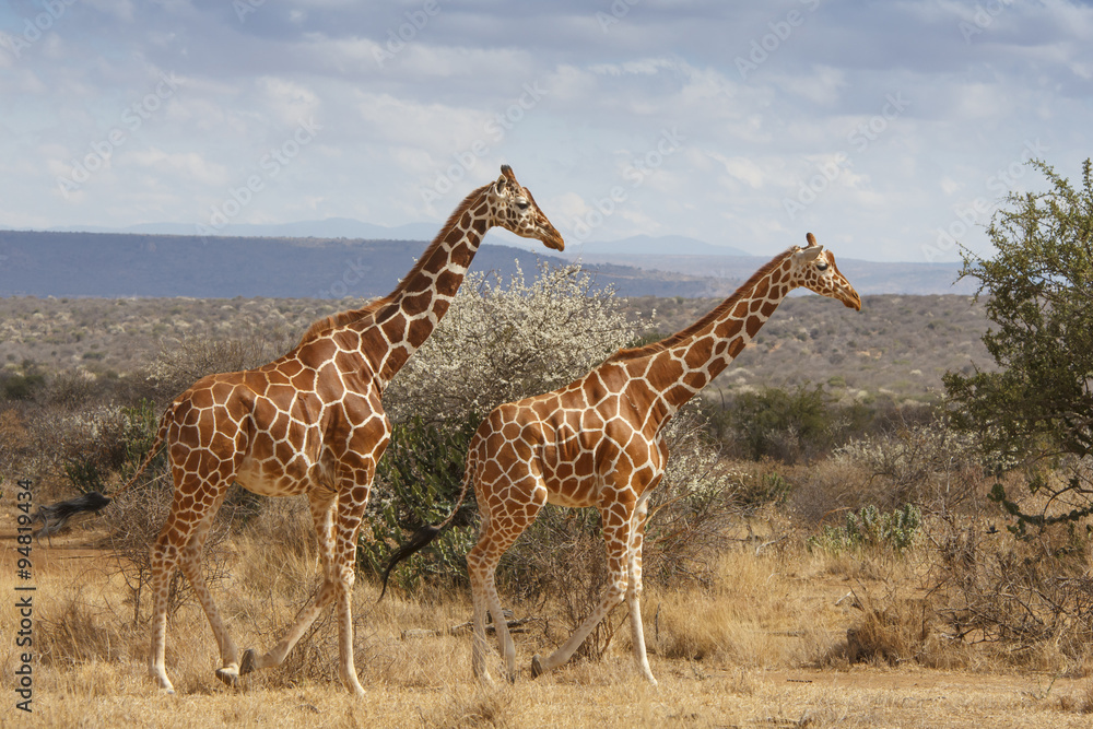 Fototapeta premium Giraffes in Africa