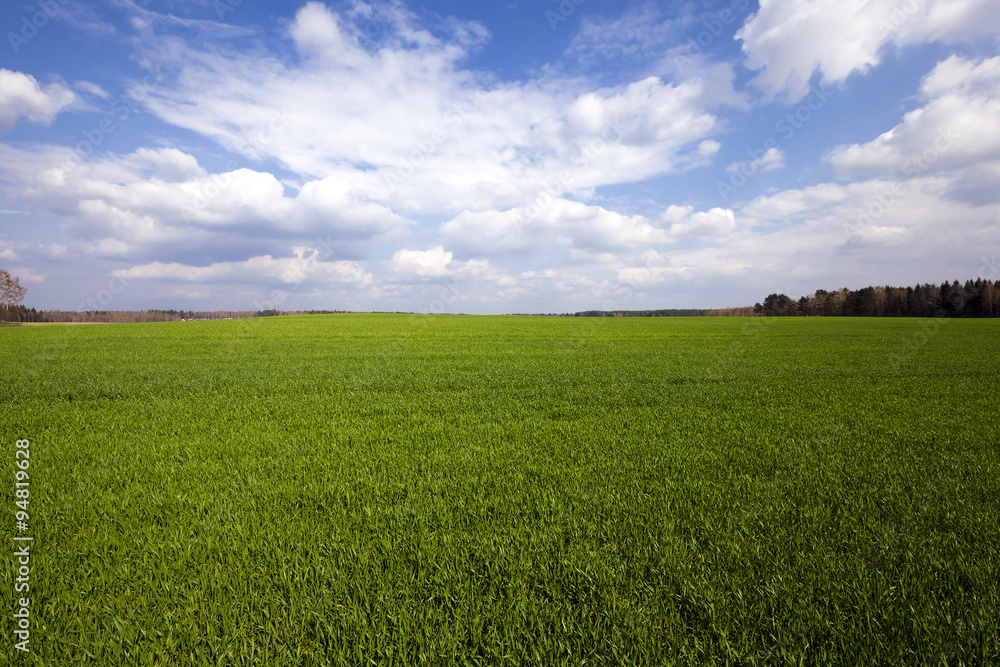 Fototapeta premium immature cereals . field