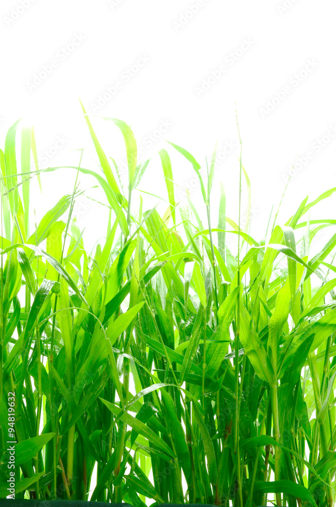 Obraz premium green grass isolated on white background
