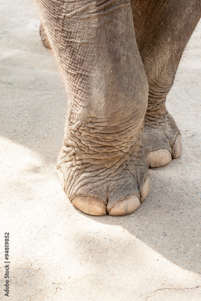 Fototapeta premium two elephant legs