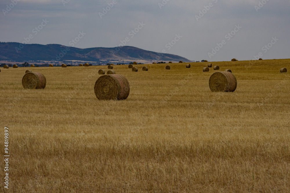 Wheat Fields 4