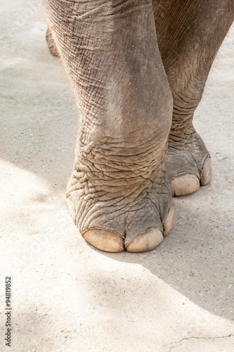 two elephant legs