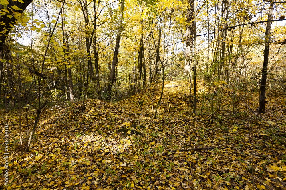 autumn forest , photographed  