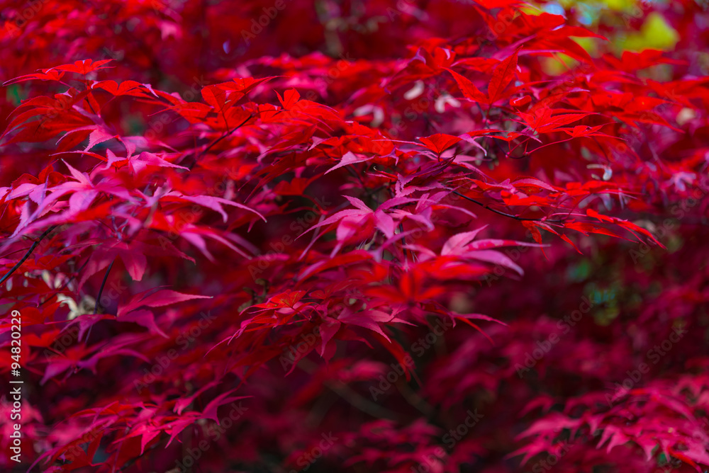 Japanese maple, Acer palmatum with red leaves in autumn. Fall season treetops against dark background Japanese maple, Acer palmatum with red leaves in autumn. Fall season treetops against dark background