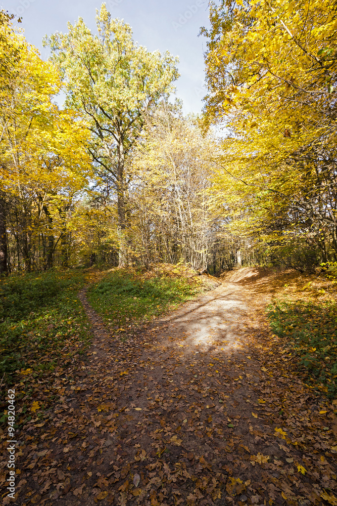 autumn forest . Belarus
