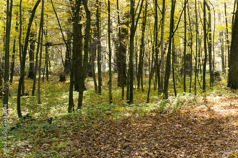 Fototapeta premium the autumn wood