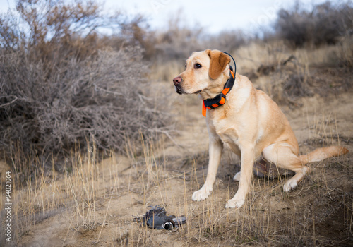 Yellow Labrador Retriever dog sitting next to her retrieved prey a mountain Quail.