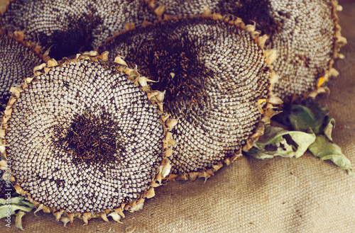 dry sunflowers on burlap