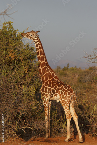 Giraffes in Africa #94821630