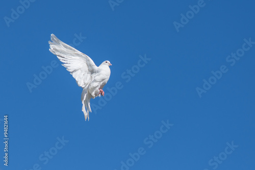 White dove