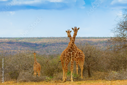 Giraffes in Africa #94821882