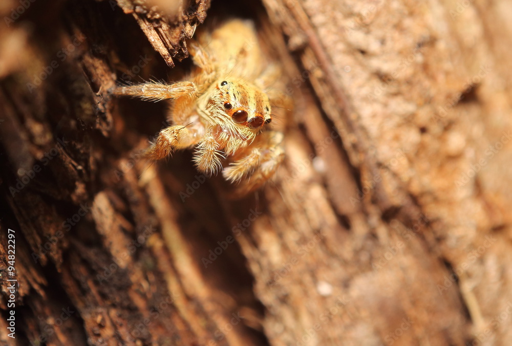 Obraz premium Small jumping spider