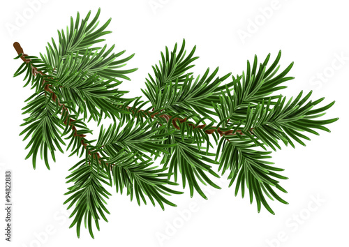 Fur-tree branch. Green fluffy pine branch