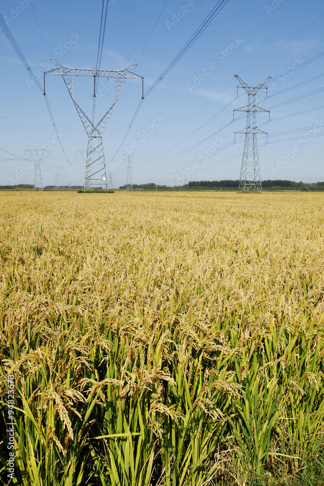 Fototapeta premium The rice in the field