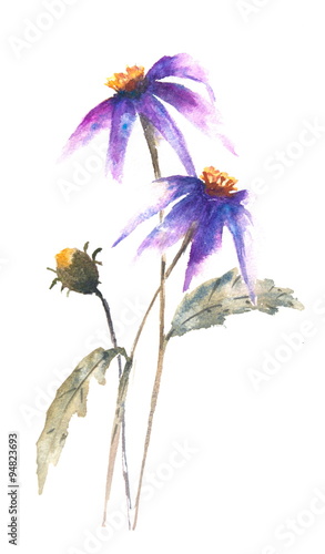 Fototapeta Naklejka Na Ścianę i Meble -  Purple wild flowers, watercolor painting