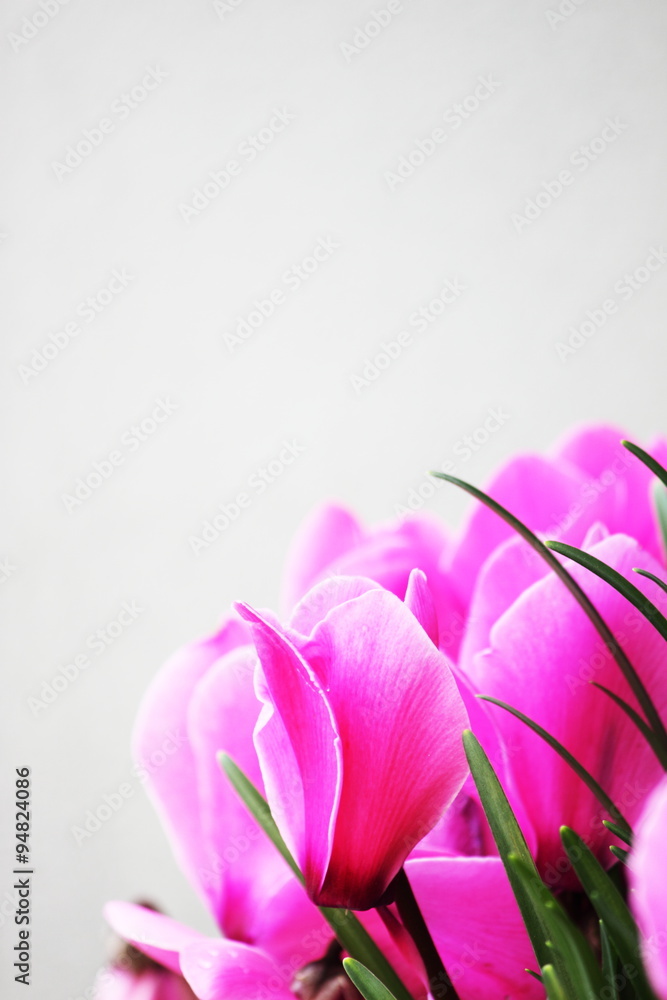 Pink flowers Pink flowers