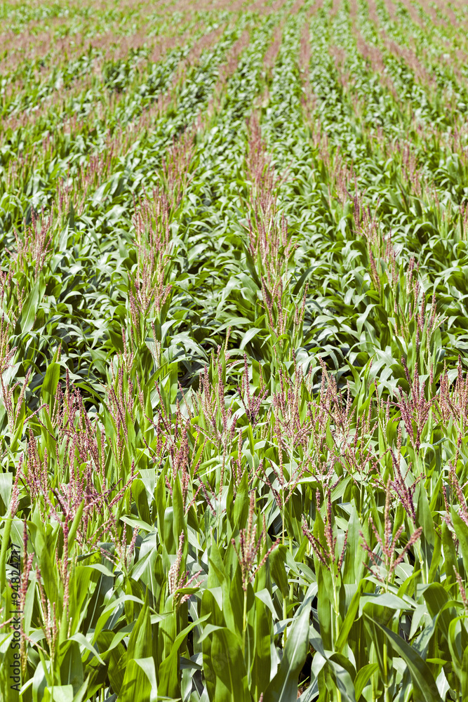 Obraz premium Agricultural field . immature corn