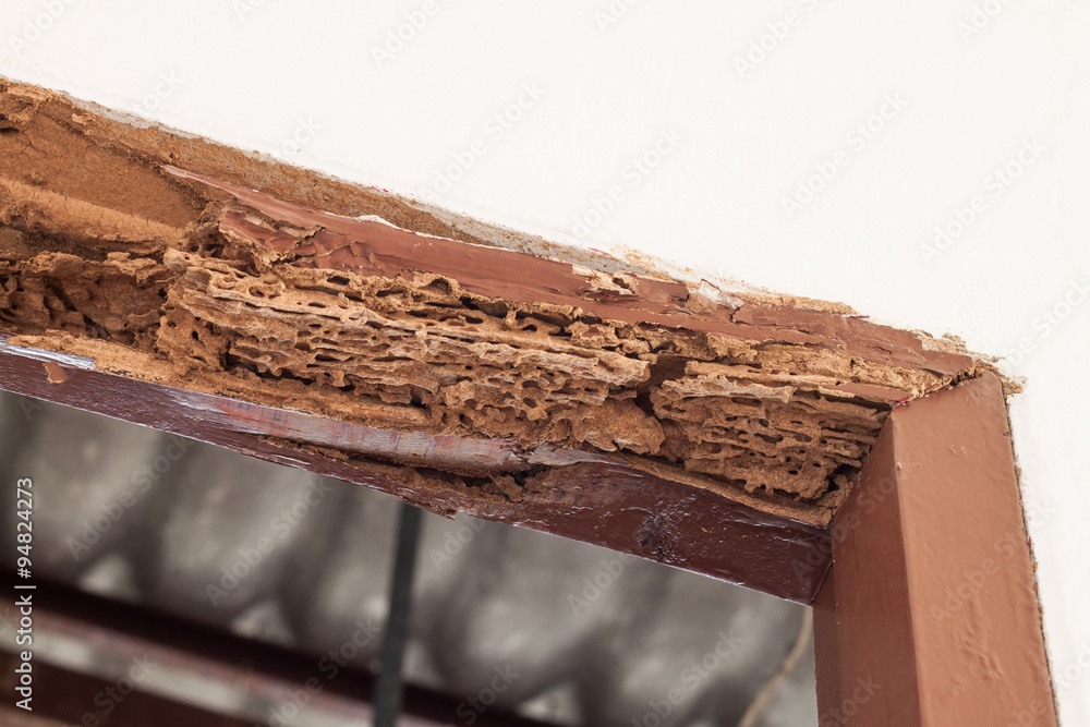 Naklejka premium Timber beam of door damaged by termite