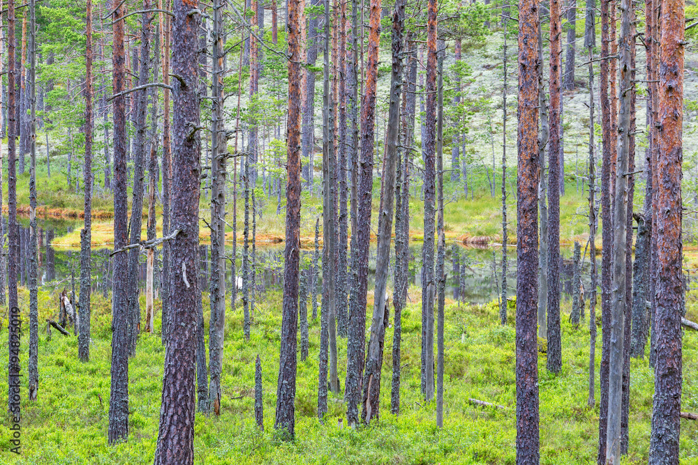 Pine tree trunks in the woods Pine tree trunks in the woods