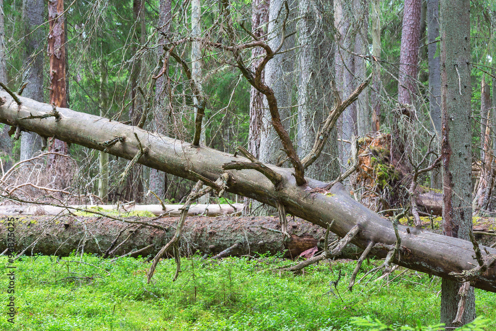 Fallen trees in a old-growth forest