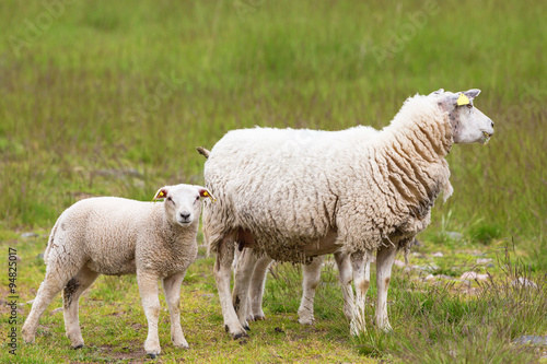 Sheep with lambs