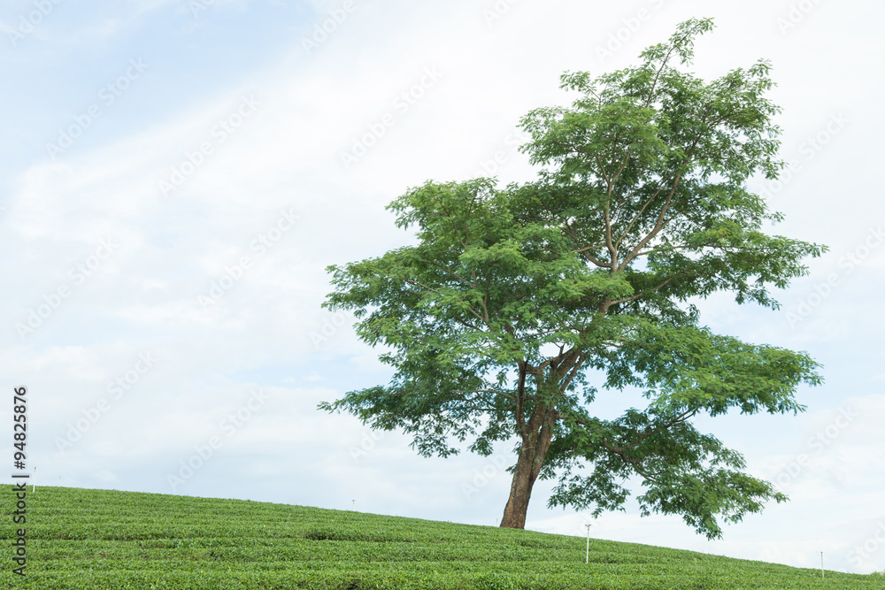 Obraz premium large tree in tea plantation