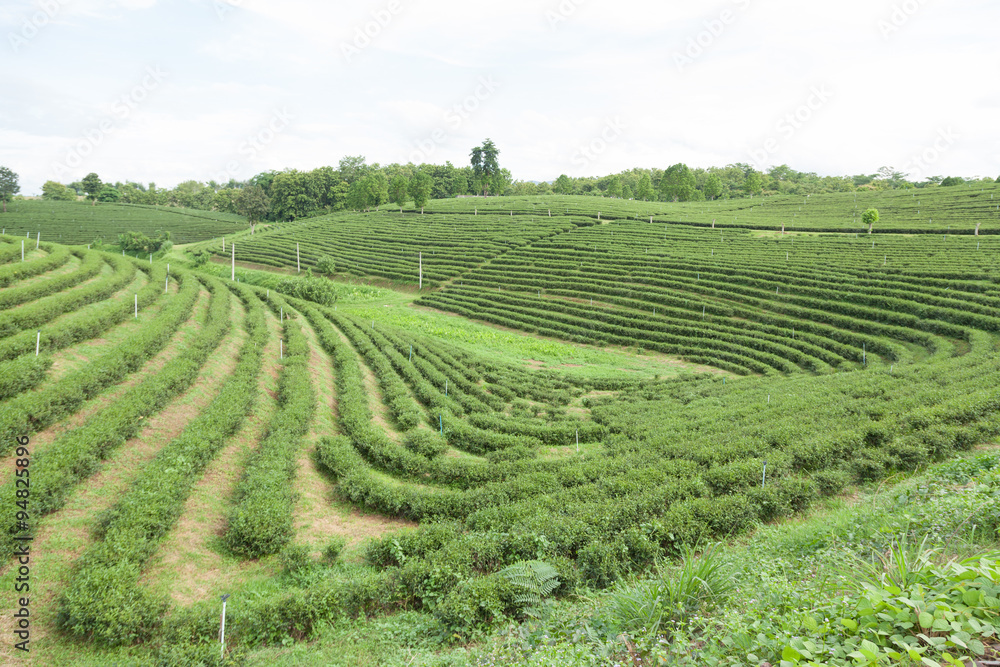 Tea tree farm