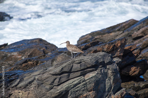 slender-billed curlew © Tamara Kulikova
