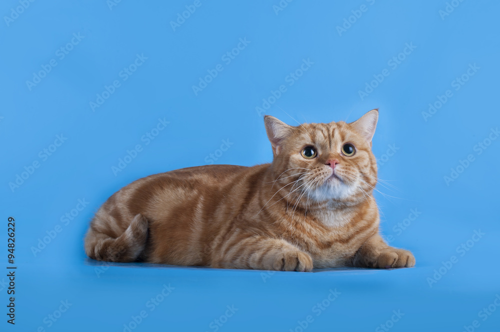 Scottish cat on a blue background isolated Scottish cat on a blue background isolated