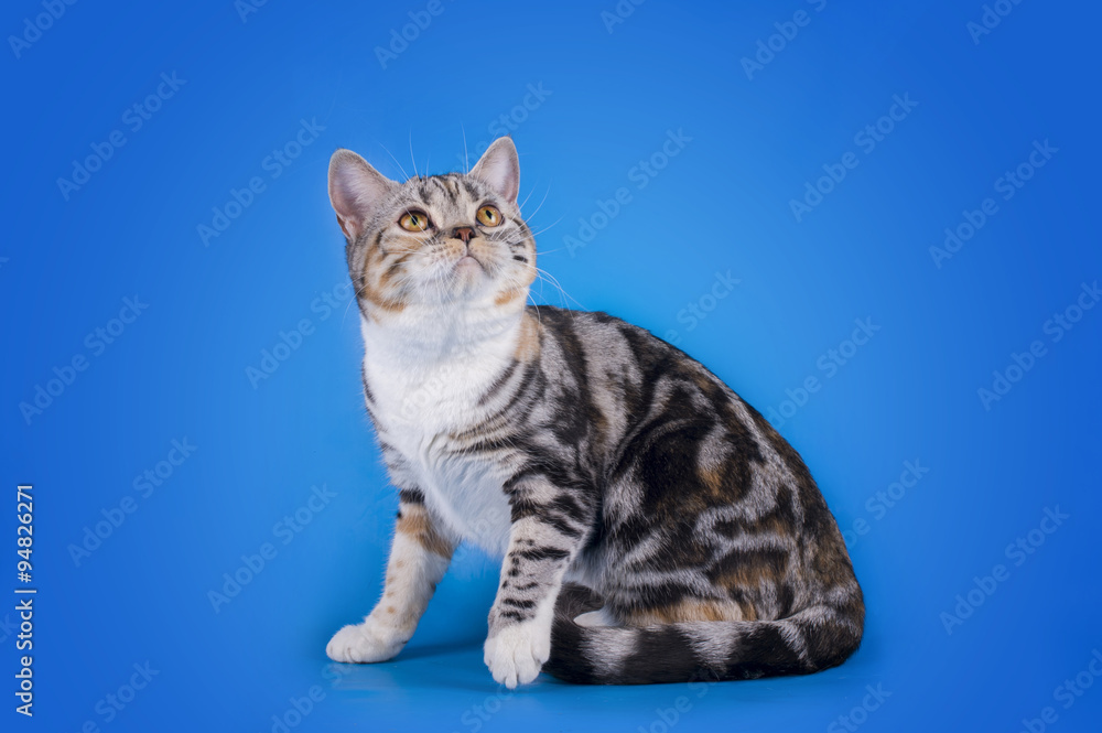 Scottish cat on a blue background isolated Scottish cat on a blue background isolated