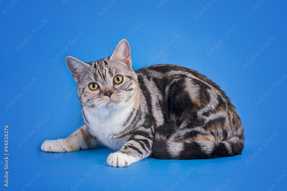 Scottish cat on a blue background isolated Scottish cat on a blue background isolated
