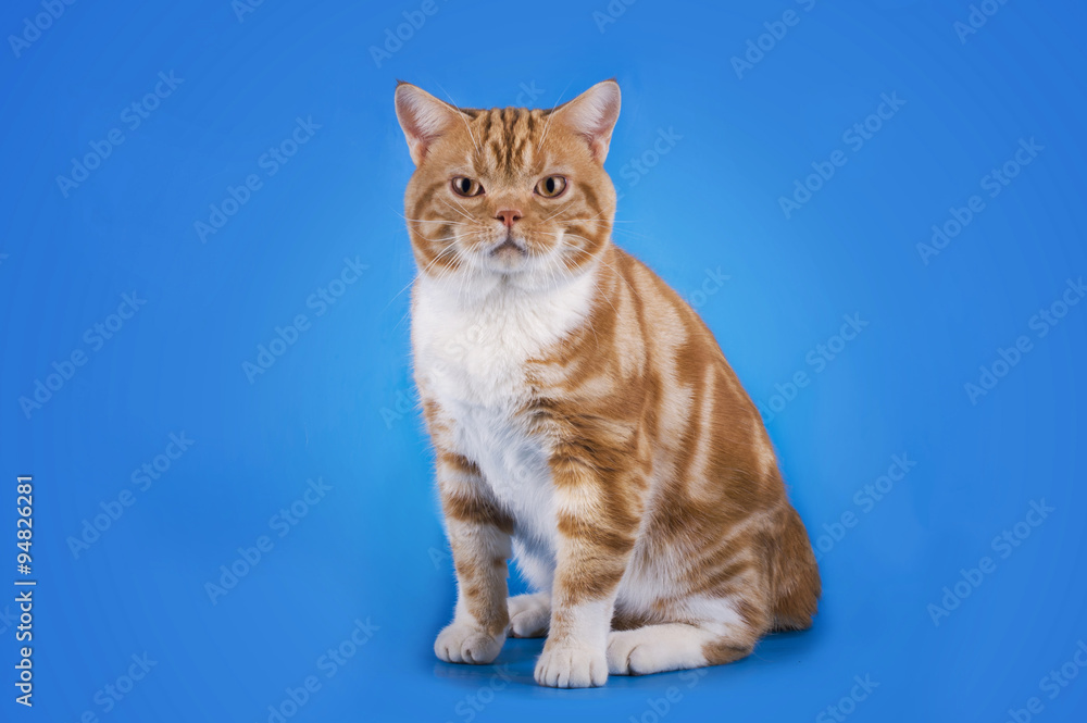 Scottish cat on a blue background isolated