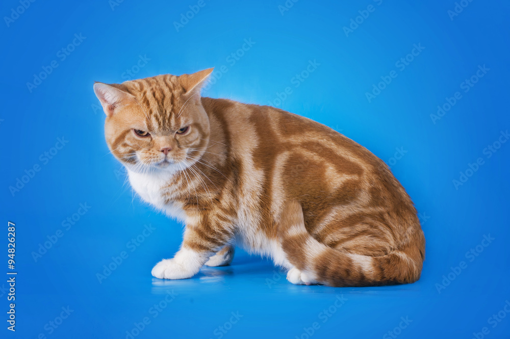 Scottish cat on a blue background isolated Scottish cat on a blue background isolated