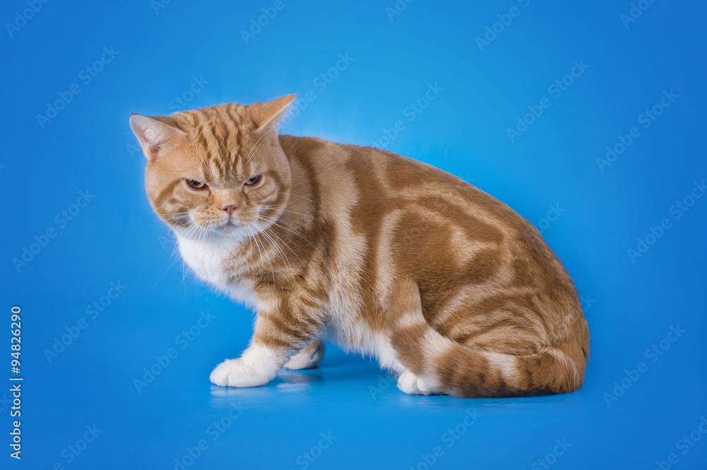 Scottish cat on a blue background isolated Scottish cat on a blue background isolated