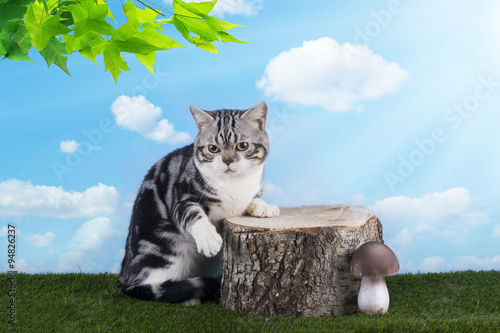 cat playing on grass serene day photo