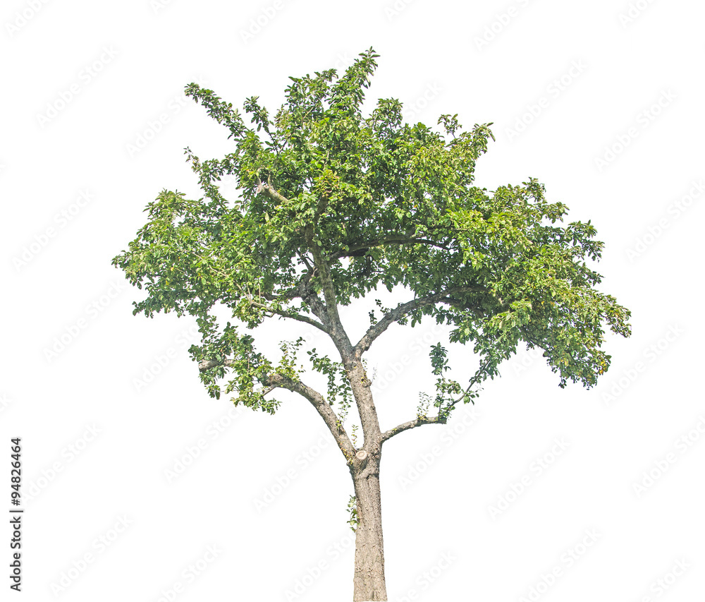 Tree on white background Tree on white background