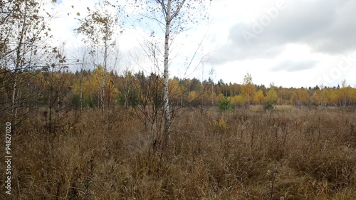 Autumn forest on a cloudy day, defoliation