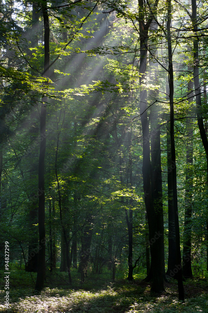 Fototapeta premium Sunbeam entering rich deciduous forest