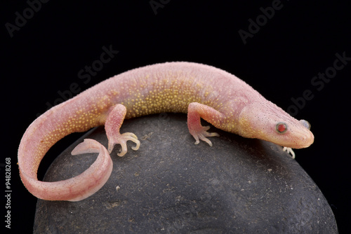 Albino Ribbed newt (Pleurodeles waltl ) photo