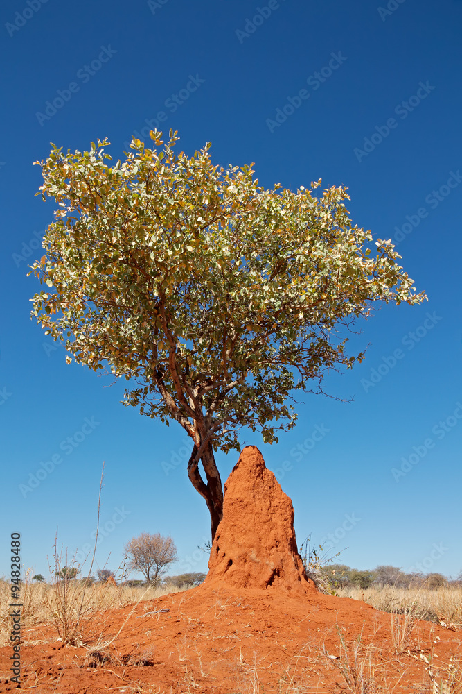 Landscape with a tree and termite mound against a blue sky, southern Africa. Landscape with a tree and termite mound against a blue sky, southern Africa.
