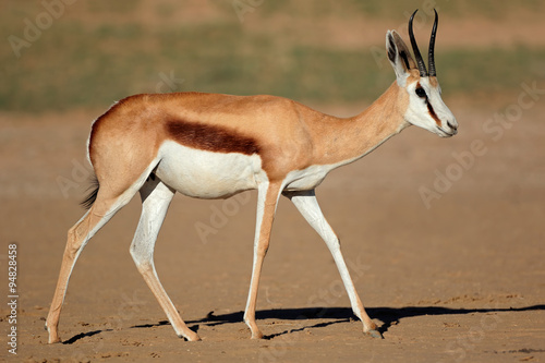 A female springbok antelope  Antidorcas marsupialis   Kalahari desert  South Africa.