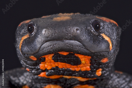 Fotografie Laos warty newt (Laotriton laoensis)