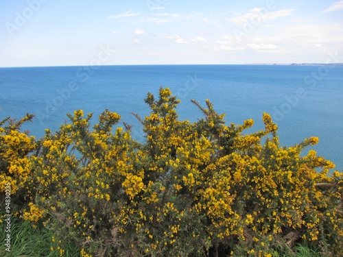 Gorse photo