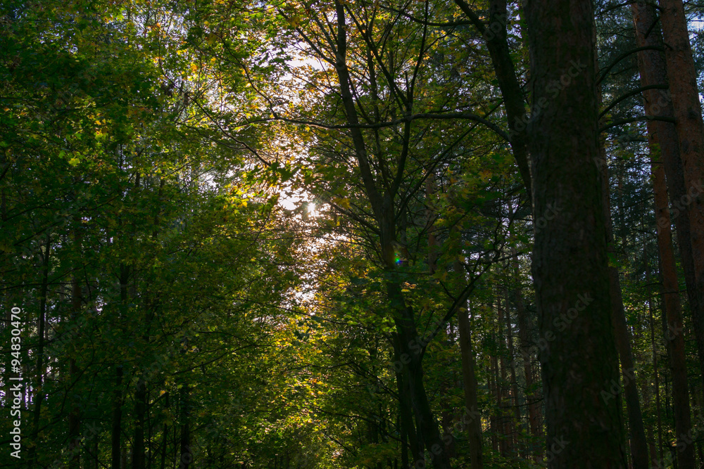 Obraz premium autumn forest outdoors