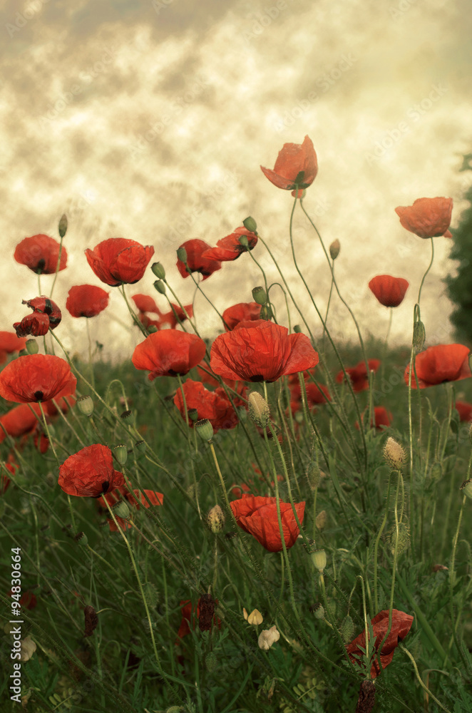 Obraz premium Poppies