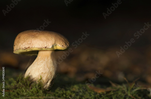  porcni mushroom