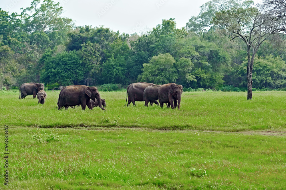 Indian elephants