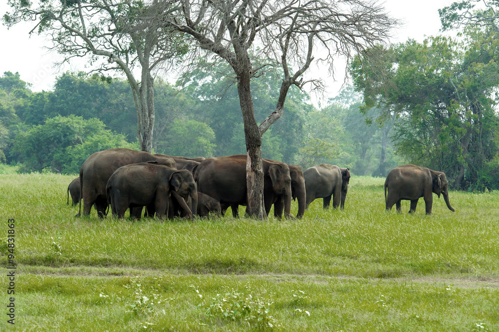 Fototapeta premium Elephant