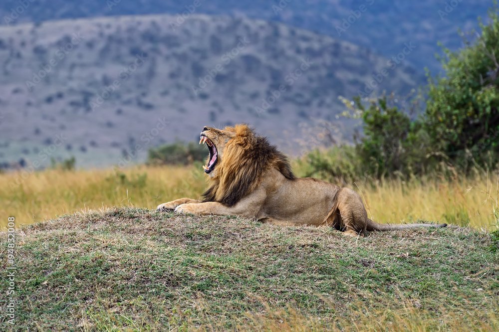 Lion Masai Mara