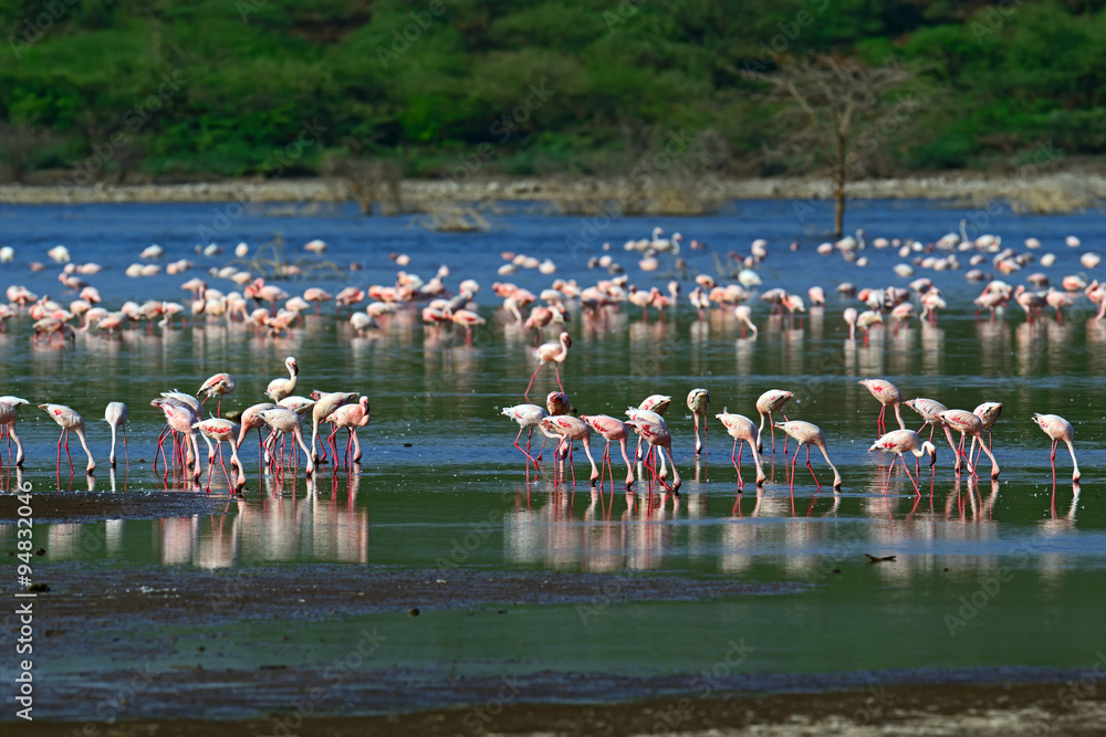 Pink Flamingo